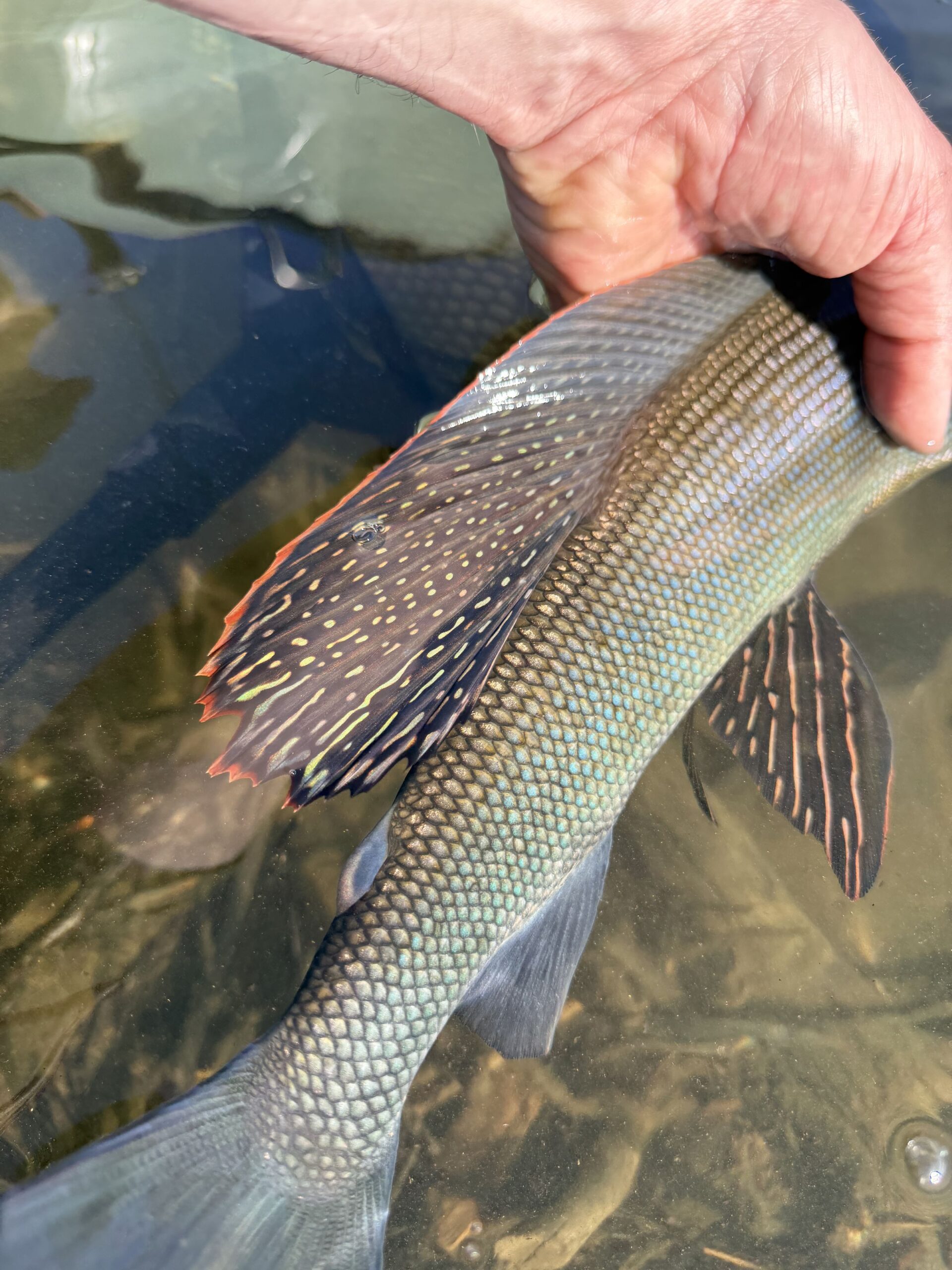 Close-up detail of an Arctic grayling’s oversized, sail-like dorsal fin.