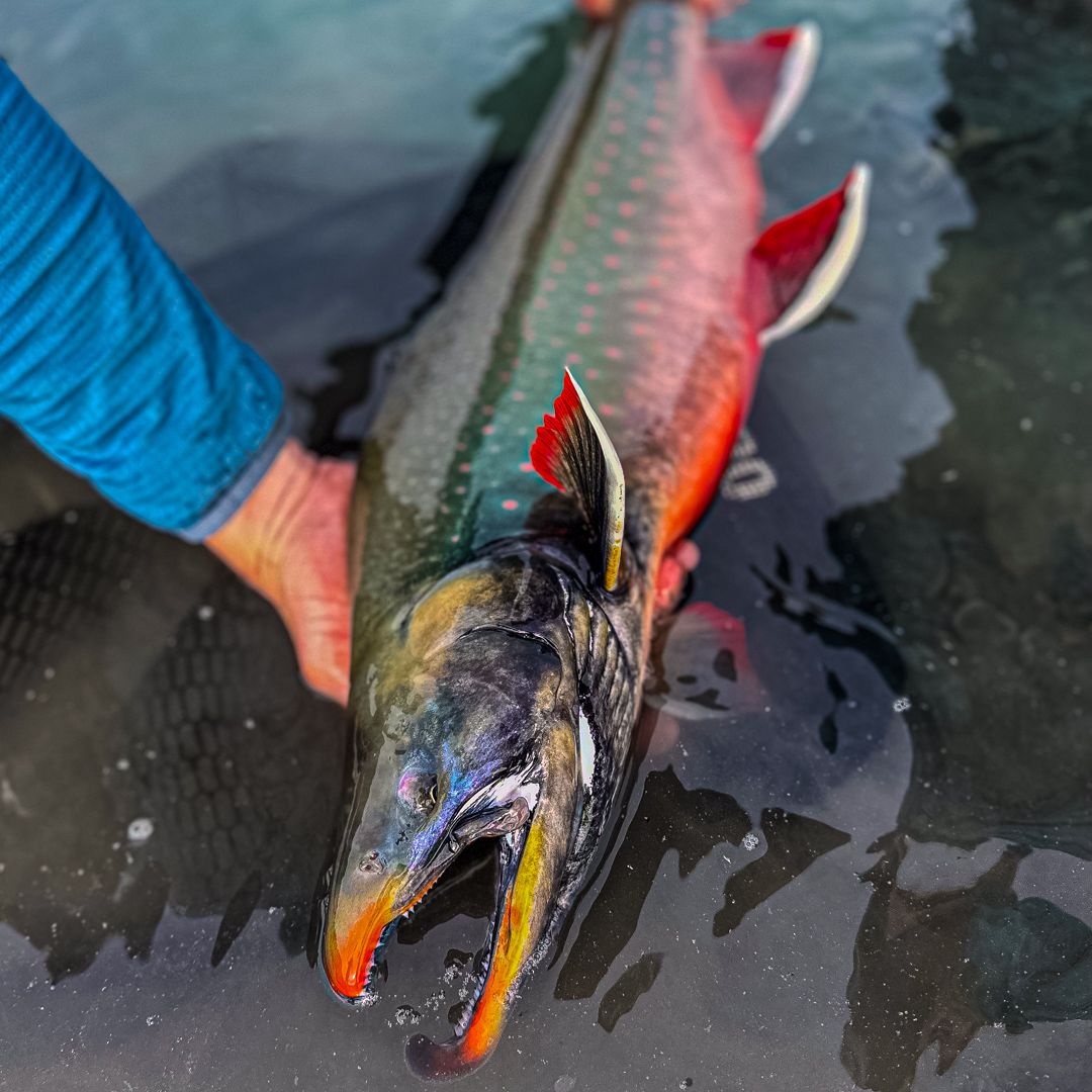 Male Dolly Varden held partly submerged, showing a pronounced jaw, red fins, and pink spots.