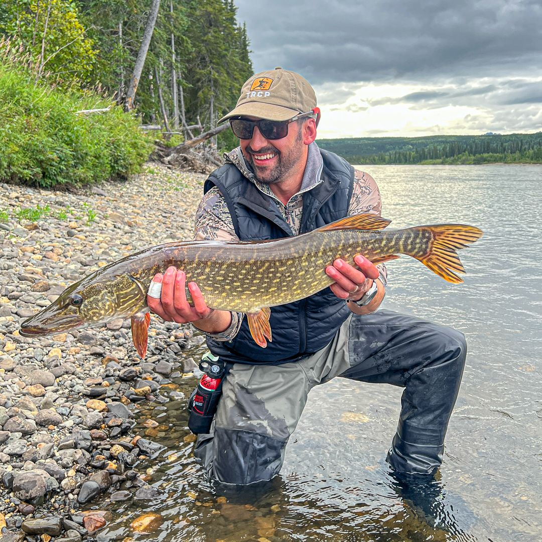 An angler holds a northern pike on a gravel bank beside the Kobuk River.